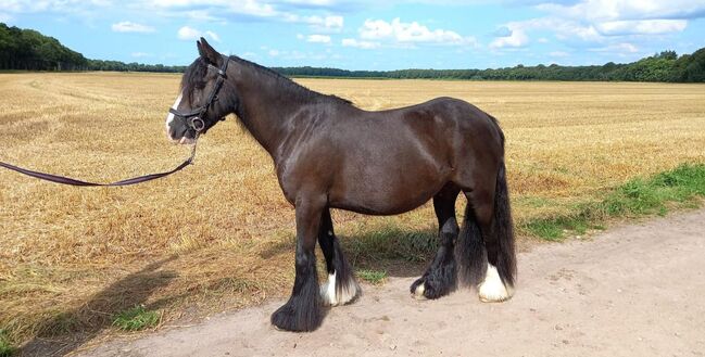 6 jarige tinker merrie super braaf 1,36 groot L2 dressuur, Harry, Pferd kaufen, Ter Apel, Abbildung 10