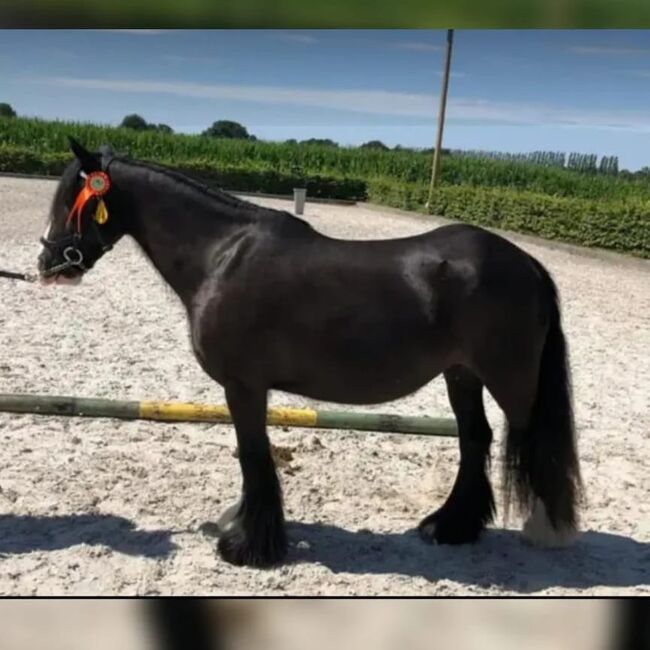 6 jarige tinker merrie super braaf 1,36 groot L2 dressuur, Harry, Pferd kaufen, Ter Apel, Abbildung 11