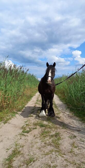 6 jarige tinker merrie super braaf 1,36 groot L2 dressuur, Harry, Pferd kaufen, Ter Apel, Abbildung 4