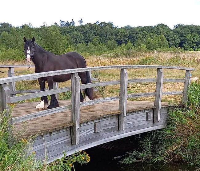 6 jarige tinker merrie super braaf 1,36 groot L2 dressuur, Harry, Pferd kaufen, Ter Apel, Abbildung 5