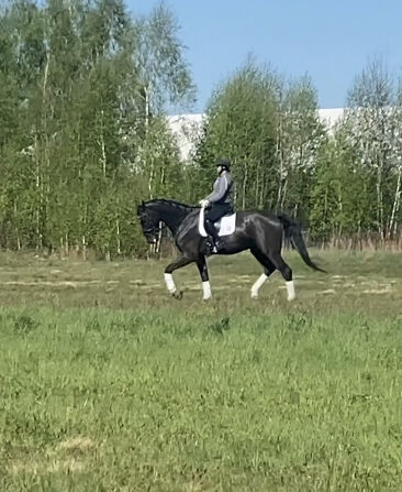 6 yo dressage gelding, Ewa Roszkowska, Pferd kaufen, Kłaczyna , Abbildung 2