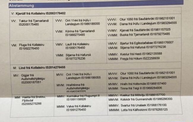 6 jähriger motivierter, fleißiger Isländerwallach, Julia, Pferd kaufen, Göppingen, Abbildung 6
