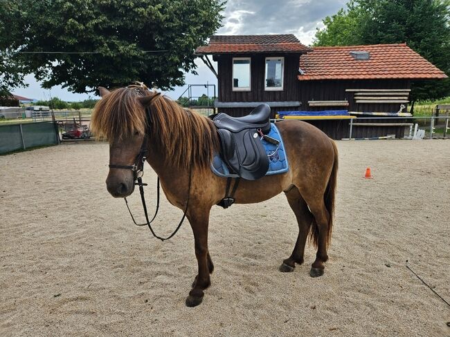 6 jähriger motivierter, fleißiger Isländerwallach, Julia, Pferd kaufen, Göppingen