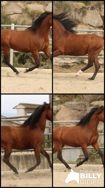 6 jähriger PRE - Barock - 1.69 m - geritten - vom Züchter, Thomas Adams (Caballos PRE), Pferd kaufen, Bell, Abbildung 8