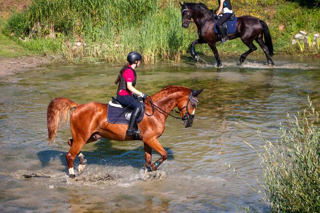 6 jähriges kleines deutsches Sportpferd, Fabienne Studerus, Pferd kaufen, Niederhasli, Abbildung 5