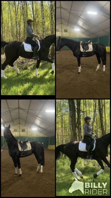 6 yo dressage mare, Ewa Roszkowska, Horses For Sale, Kłaczyna , Image 6