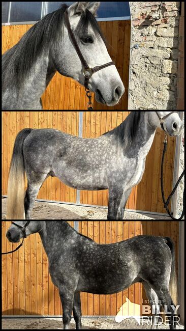 6-jähriger Schimmel Wallach - klein aber fein, Elisabeth Kögl, Horses For Sale, Bruck/Leitha, Image 4