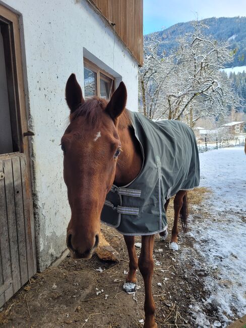 6 jähriger Vollblut Wallach mit viel Go, Lisa-Marie Cassube, Konie na sprzedaż, Oberau, Image 4