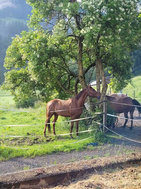 6 jähriger Vollblut Wallach mit viel Go, Lisa-Marie Cassube, Konie na sprzedaż, Oberau, Image 2