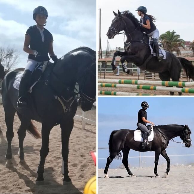6 year old hanoverian allrounder, Julie, Konie na sprzedaż, Las palmas