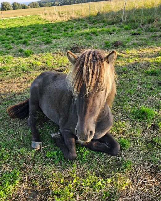 6 jähriger motivierter, fleißiger Isländerwallach, Julia, Konie na sprzedaż, Göppingen, Image 3