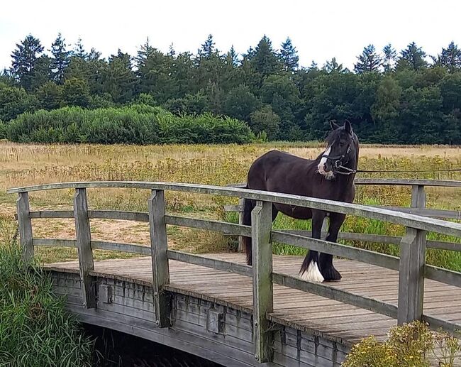 6 jarige tinker merrie super braaf 1,36 groot L2 dressuur, Harry, Konie na sprzedaż, Ter Apel, Image 18