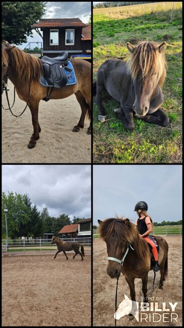 6 jähriger motivierter, fleißiger Isländerwallach, Julia, Horses For Sale, Göppingen, Image 7