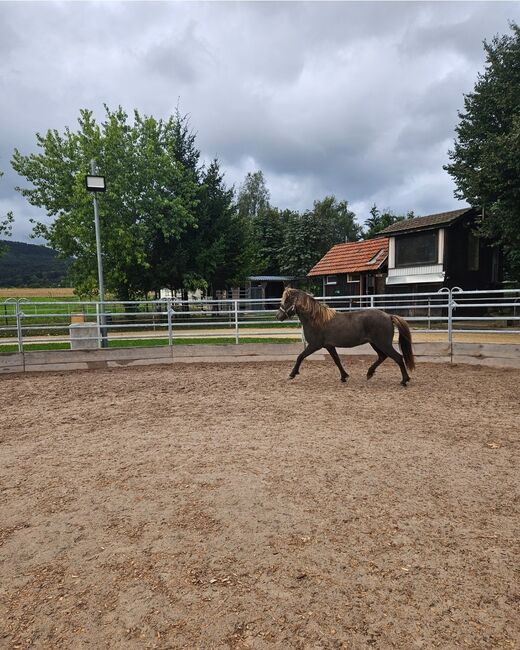 6 jähriger motivierter, fleißiger Isländerwallach, Julia, Horses For Sale, Göppingen, Image 4