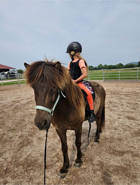 6 jähriger motivierter, fleißiger Isländerwallach, Julia, Horses For Sale, Göppingen, Image 5
