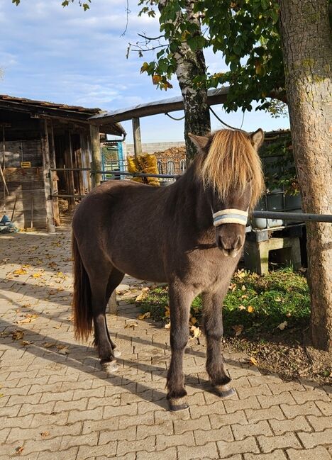 6 jähriger motivierter, fleißiger Isländerwallach, Julia, Horses For Sale, Göppingen, Image 2