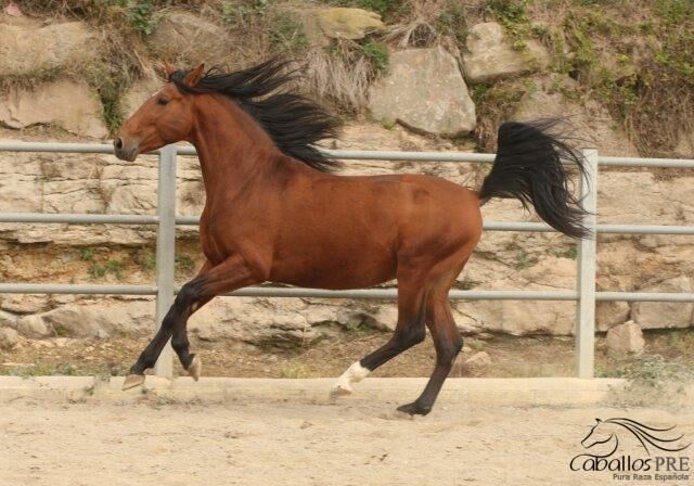6 jähriger PRE - Barock - 1.69 m - geritten - vom Züchter, Thomas Adams (Caballos PRE), Horses For Sale, Bell, Image 2