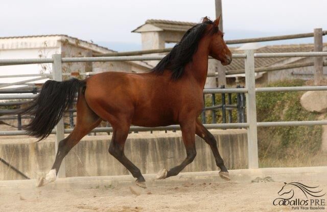6 jähriger PRE - Barock - 1.69 m - geritten - vom Züchter, Thomas Adams (Caballos PRE), Horses For Sale, Bell, Image 5