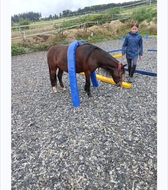 6 jährige pony Stute, Anika Fuchs, Horses For Sale, Idar- Oberstein