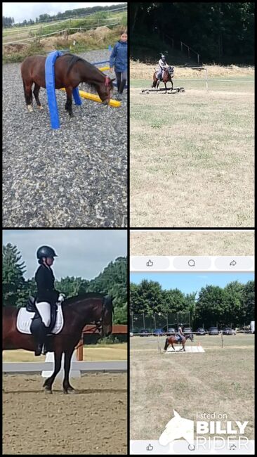 6 jährige pony Stute, Anika Fuchs, Horses For Sale, Idar- Oberstein, Image 5