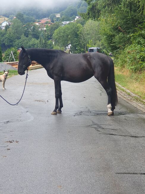 6 jährige Stute, Manuela Leuze , Horses For Sale, Zenting, Image 2