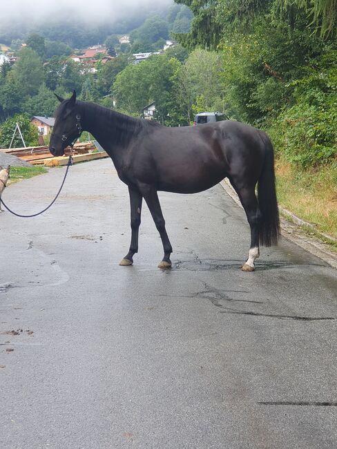 6 jährige Stute, Manuela Leuze , Horses For Sale, Zenting