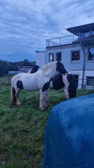 6 Jahre alte Tinkerstute halb  ausgebildet, Jean , Horses For Sale, Neunkirchen seelscheid, Image 4