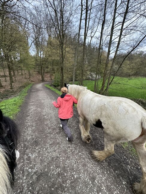 6 Jahre alte Tinkerstute halb  ausgebildet, Jean , Horses For Sale, Neunkirchen seelscheid, Image 9