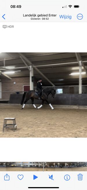 6 jährige Dressur Wallach, Shirley Meijer, Horses For Sale, Image 3