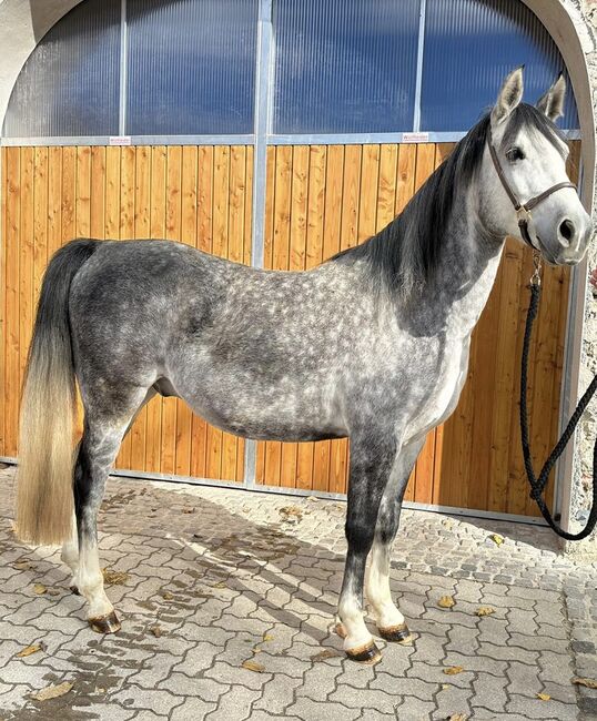 6-jähriger Schimmel Wallach - klein aber fein, Elisabeth Kögl, Horses For Sale, Bruck/Leitha, Image 2