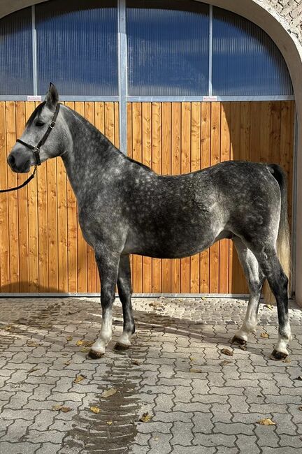 6-jähriger Schimmel Wallach - klein aber fein, Elisabeth Kögl, Horses For Sale, Bruck/Leitha, Image 3