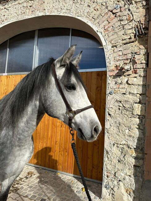 6-jähriger Schimmel Wallach - klein aber fein, Elisabeth Kögl, Horses For Sale, Bruck/Leitha