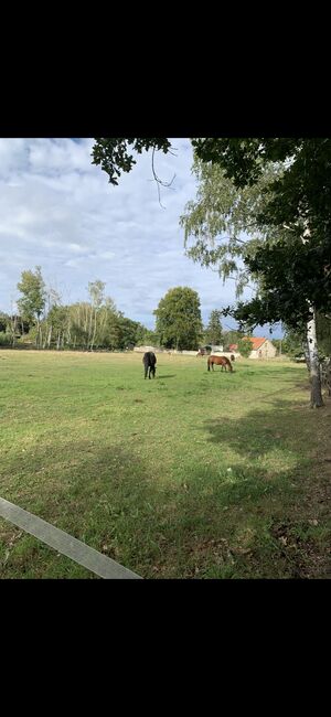 6 freie Offenstallplätze - nur Stuten! Keine Rehepferde., Charlotte, Horse Stables, Panketal, Image 7
