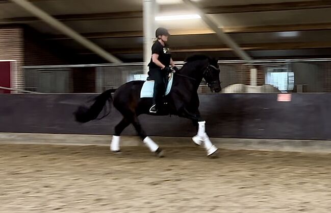 6 jährige Dressur Wallach, Shirley Meijer, Horses For Sale, Image 5