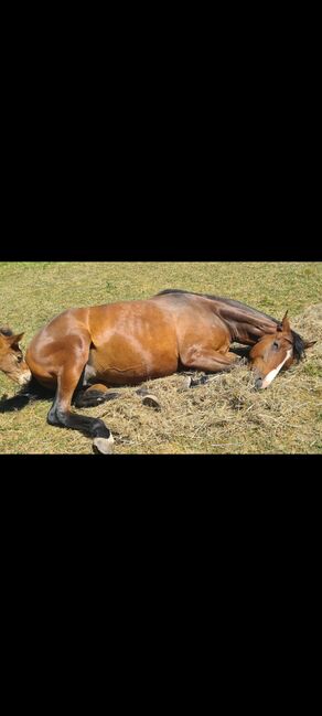 6 jährige Englische Vollblutstute, Franziska, Horses For Sale, Ahrensbök , Image 7
