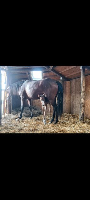 6 jährige Englische Vollblutstute, Franziska, Horses For Sale, Ahrensbök , Image 5
