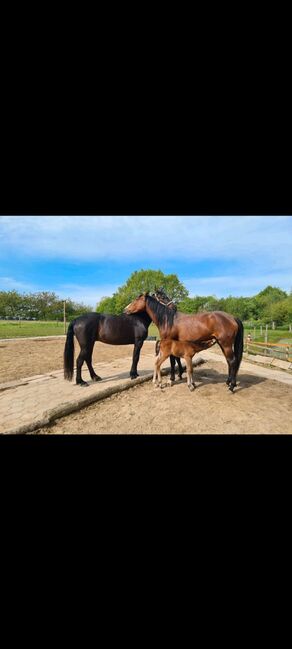 6 jährige Englische Vollblutstute, Franziska, Horses For Sale, Ahrensbök , Image 4