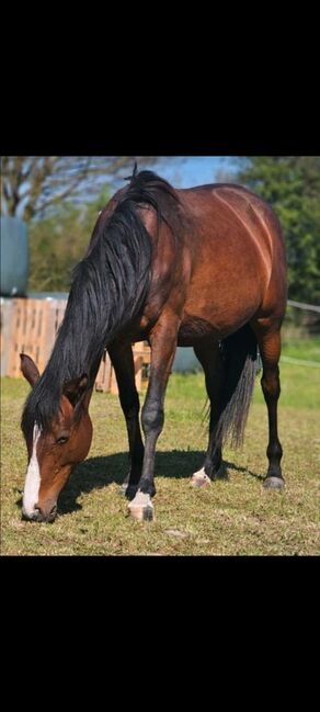 6 jährige Englische Vollblutstute, Franziska, Horses For Sale, Ahrensbök 