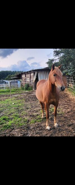 6 Jährige Stute zu verkaufen, Melli Müller , Horses For Sale, Göppingen