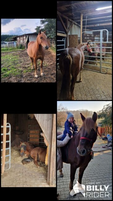 6 Jährige Stute zu verkaufen, Melli Müller , Horses For Sale, Göppingen, Image 14