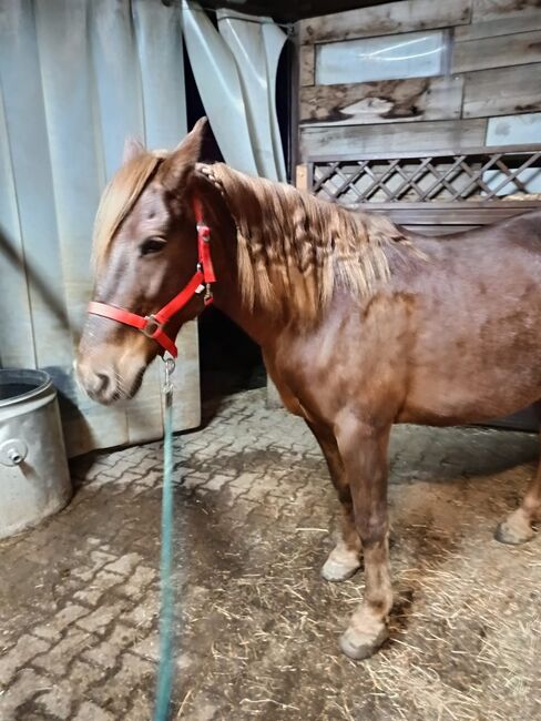6 Jährige Stute zu verkaufen, Melli Müller , Horses For Sale, Göppingen, Image 11