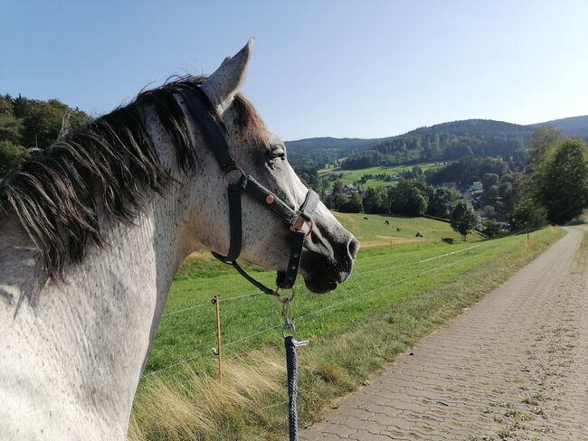 6-jährige Stute sucht Bestplatz, Anni, Horses For Sale, Stützengrün, Image 2