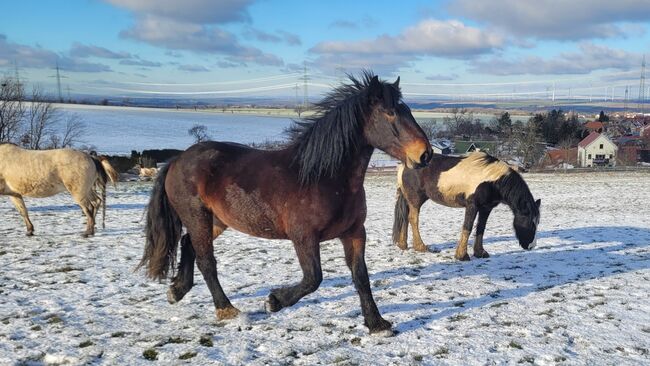 6 jähriger Noriker, Nadine Breier , Horses For Sale, Am Ettersberg , Image 4
