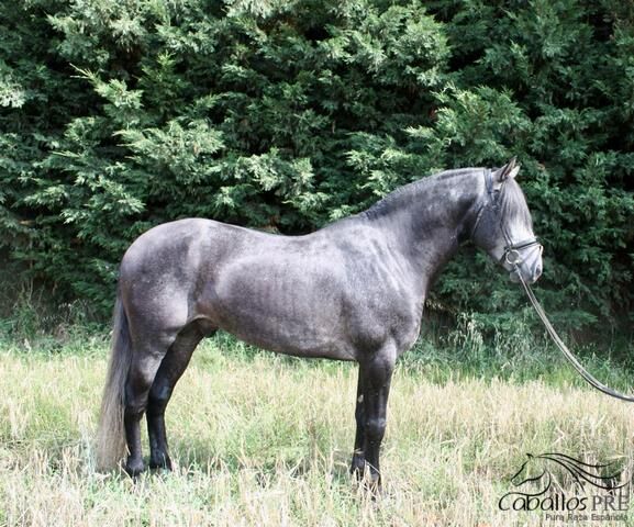 6 jähr. PRE Hengst auf M-Niveau - toller Charakter, leichtrittig, Thomas Adams (Caballos PRE), Horses For Sale, Bell, Image 3