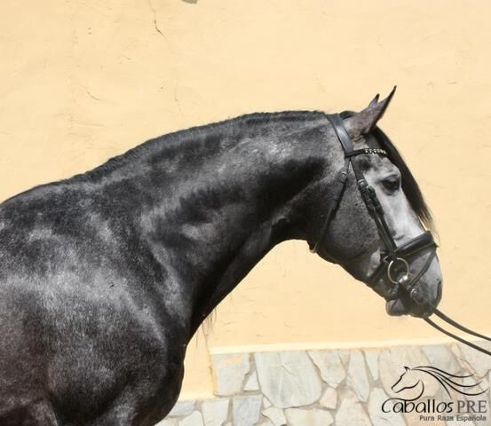 6 jähr. PRE Hengst auf M-Niveau - toller Charakter, leichtrittig, Thomas Adams (Caballos PRE), Horses For Sale, Bell, Image 5