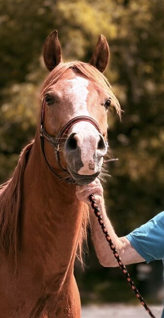 6-jährigen Vollblutaraber Wallach zu verkaufen!, Marlene, Horses For Sale, Stattegg