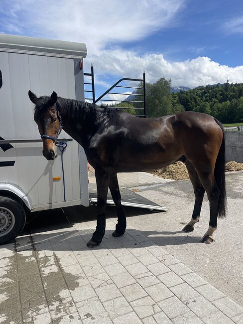 6 jähriges Springpferd zu verkaufen, Giulia, Horses For Sale,  Interlaken, Image 3