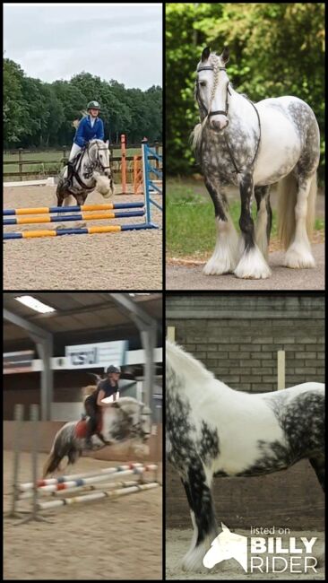 6 jarige Tinker merrie ca. 1,35 Groot L2 Dressuur, Harry, Horses For Sale, Ter Apel, Image 17