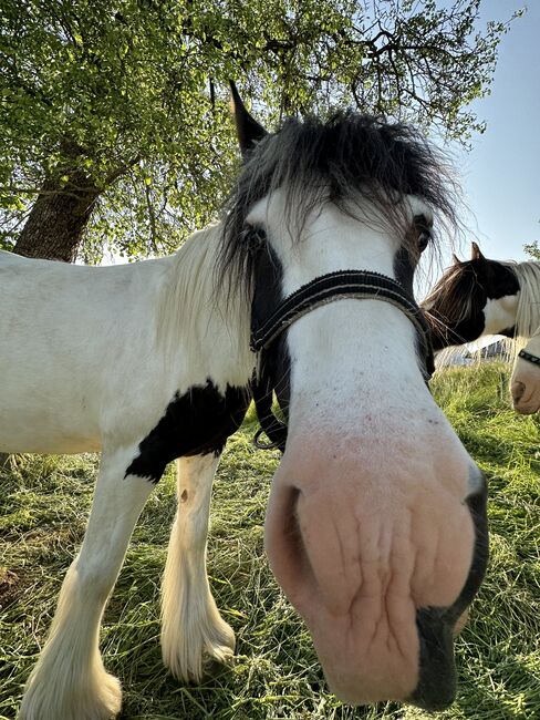 6 Jahre alte Tinkerstute halb  ausgebildet, Jean , Horses For Sale, Neunkirchen seelscheid, Image 2