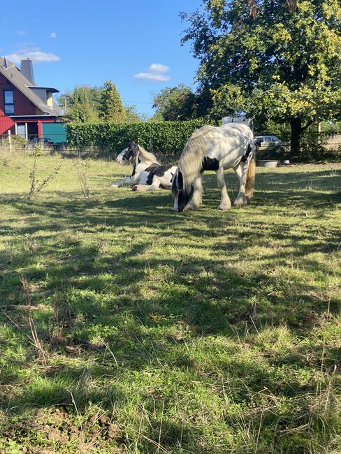 6 Jahre alte Tinkerstute halb  ausgebildet, Jean , Horses For Sale, Neunkirchen seelscheid, Image 5